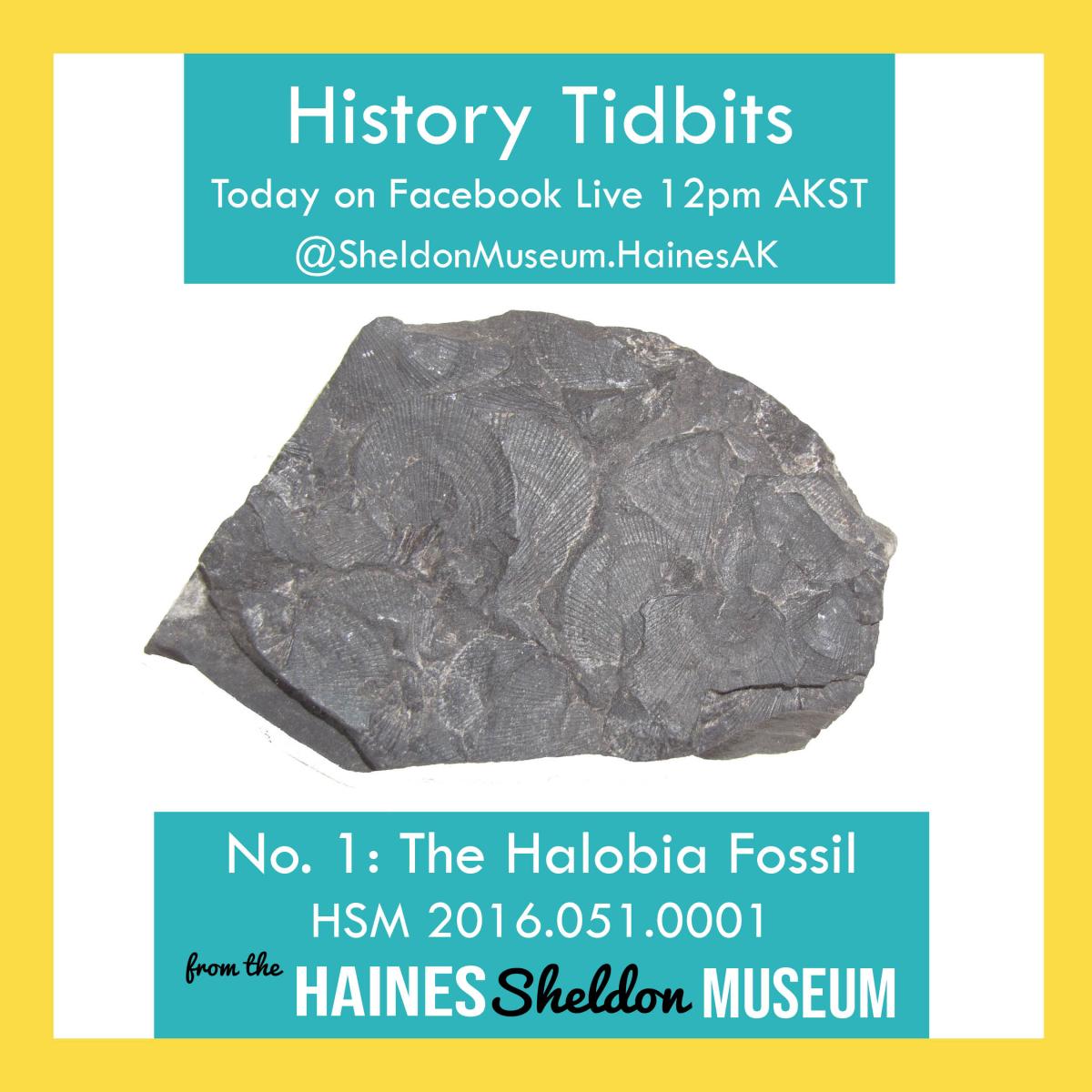 The Halobia Fossil, from the Haines Sheldon Museum