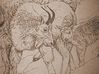 Mountain goats