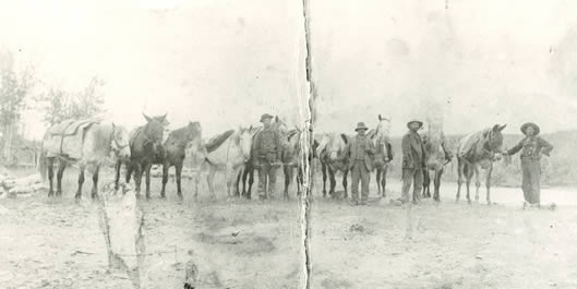 Horses on snowshoes.