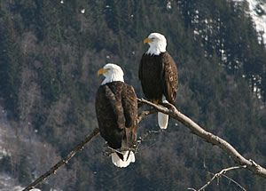 Chilkat Bald Eagle Preserve